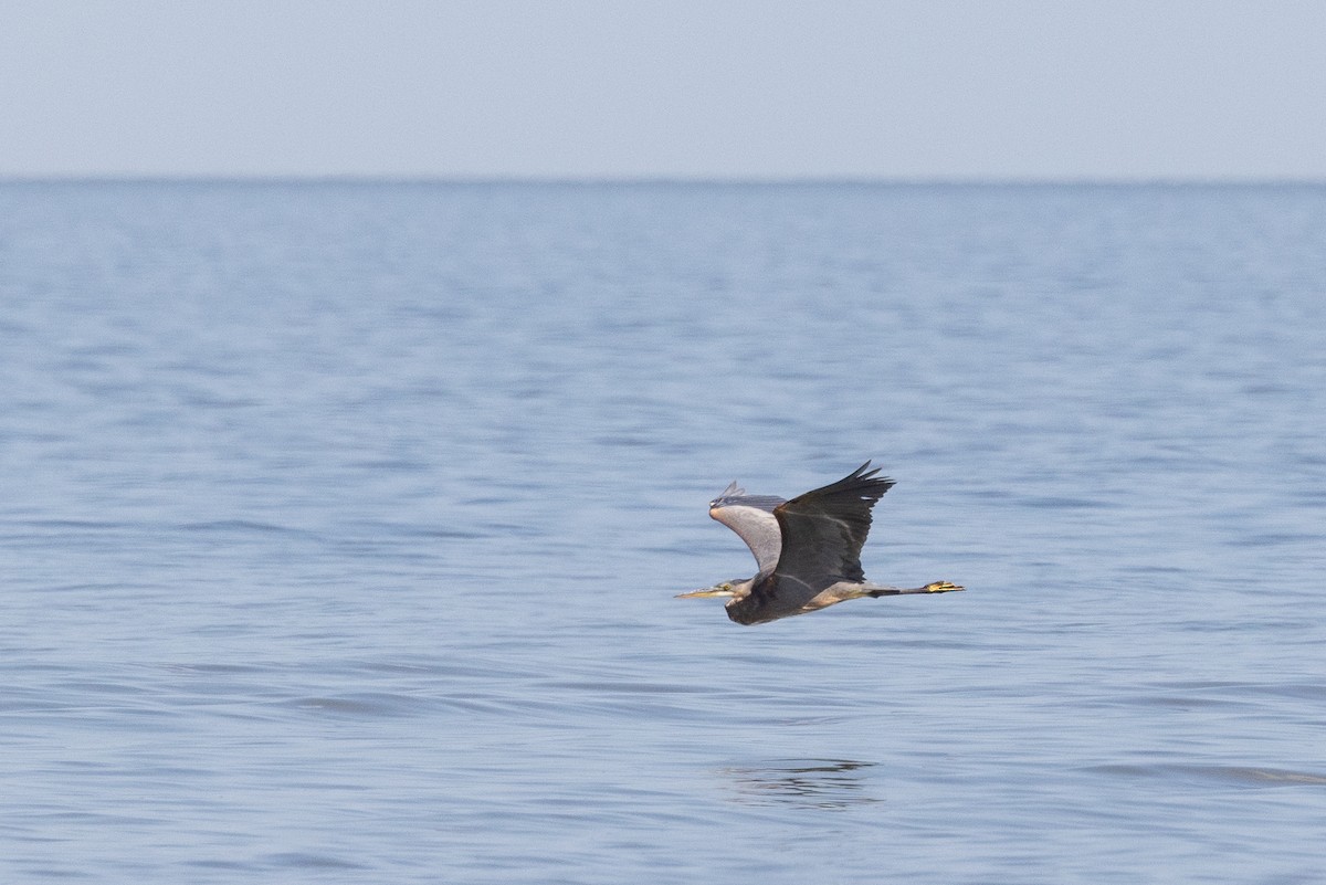 Great Blue Heron - ML641134627