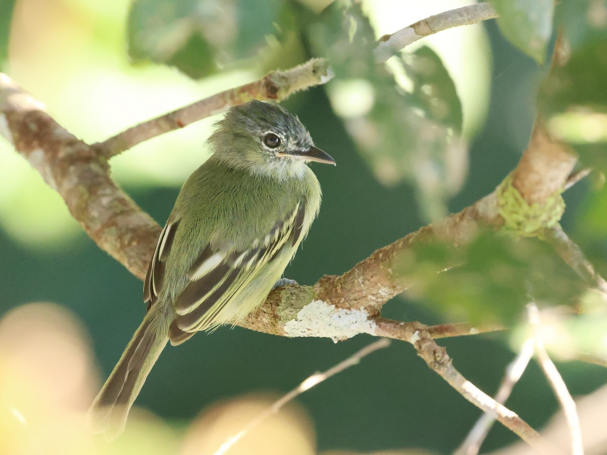 Yellow-margined Flatbill - ML641134631