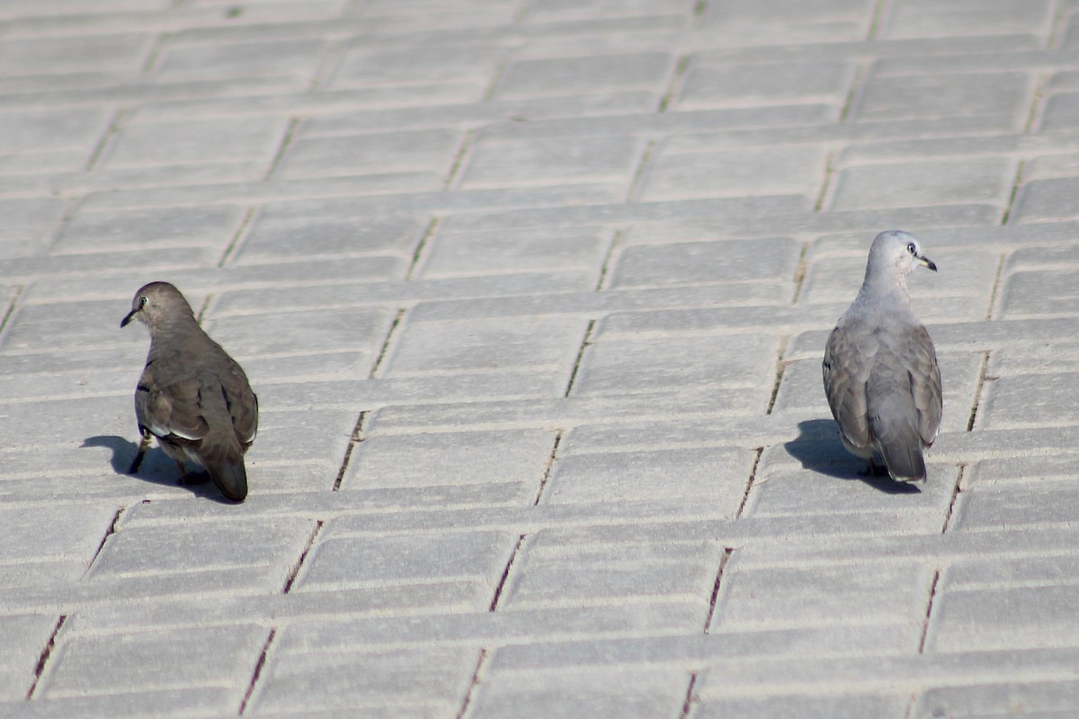 Picui Ground Dove - ML641134632