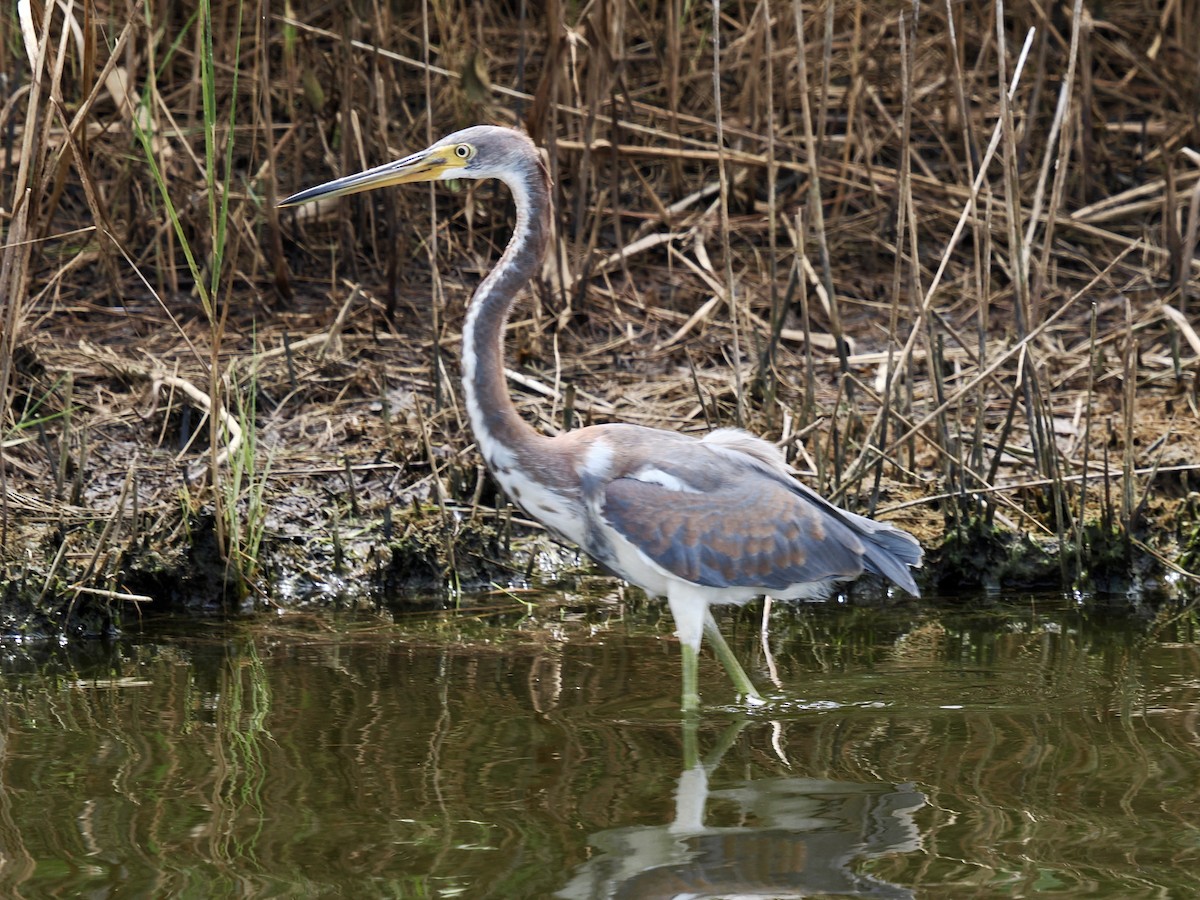 サンショクサギ - ML641134645