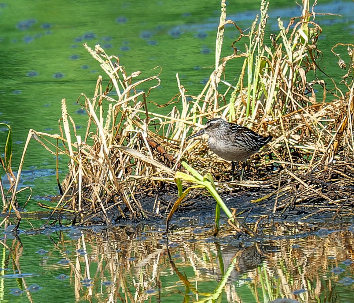 Broad-billed Sandpiper - ML641134654