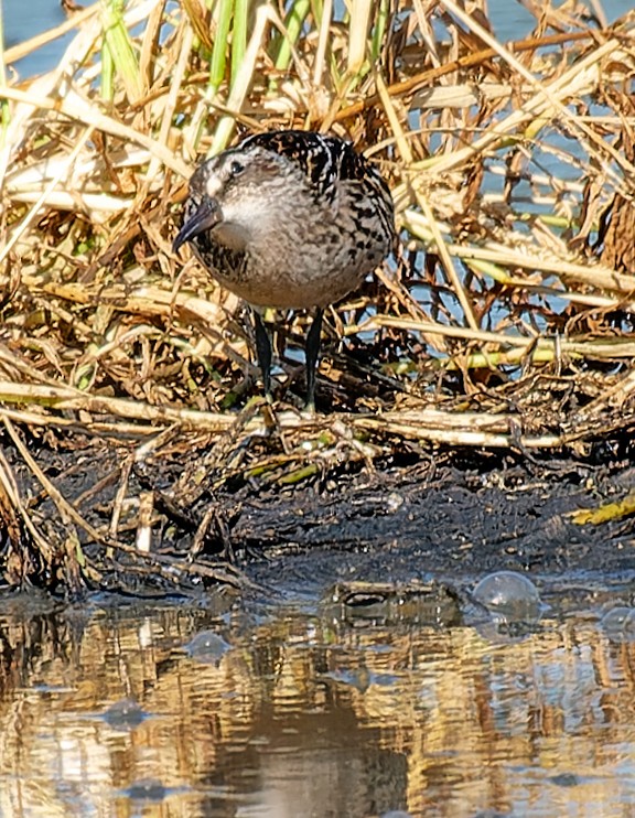 Broad-billed Sandpiper - ML641134663