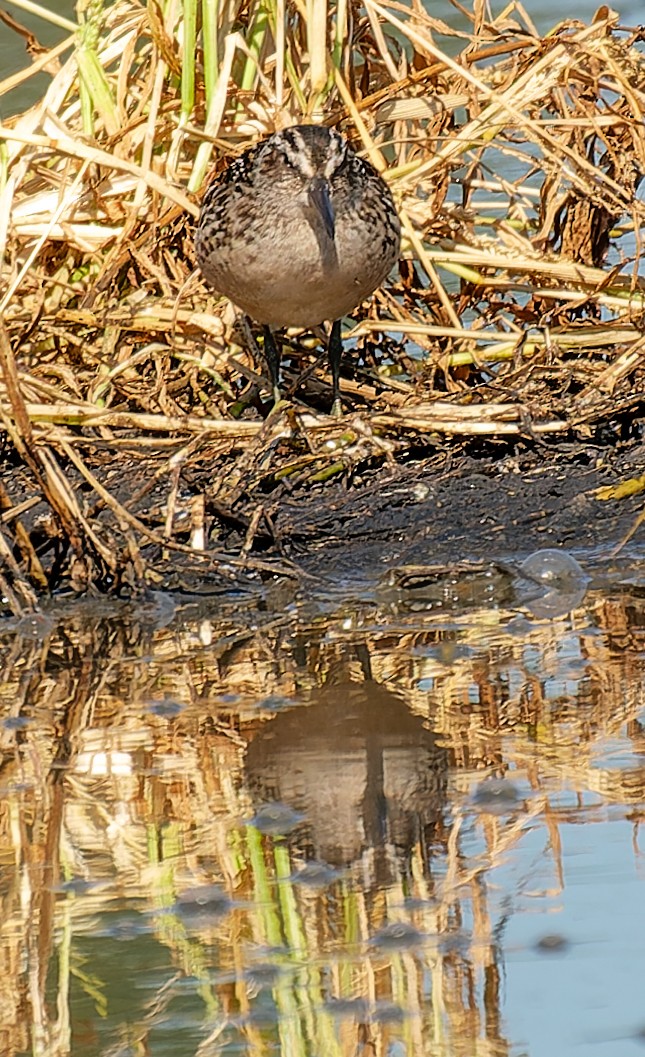 Broad-billed Sandpiper - ML641134664