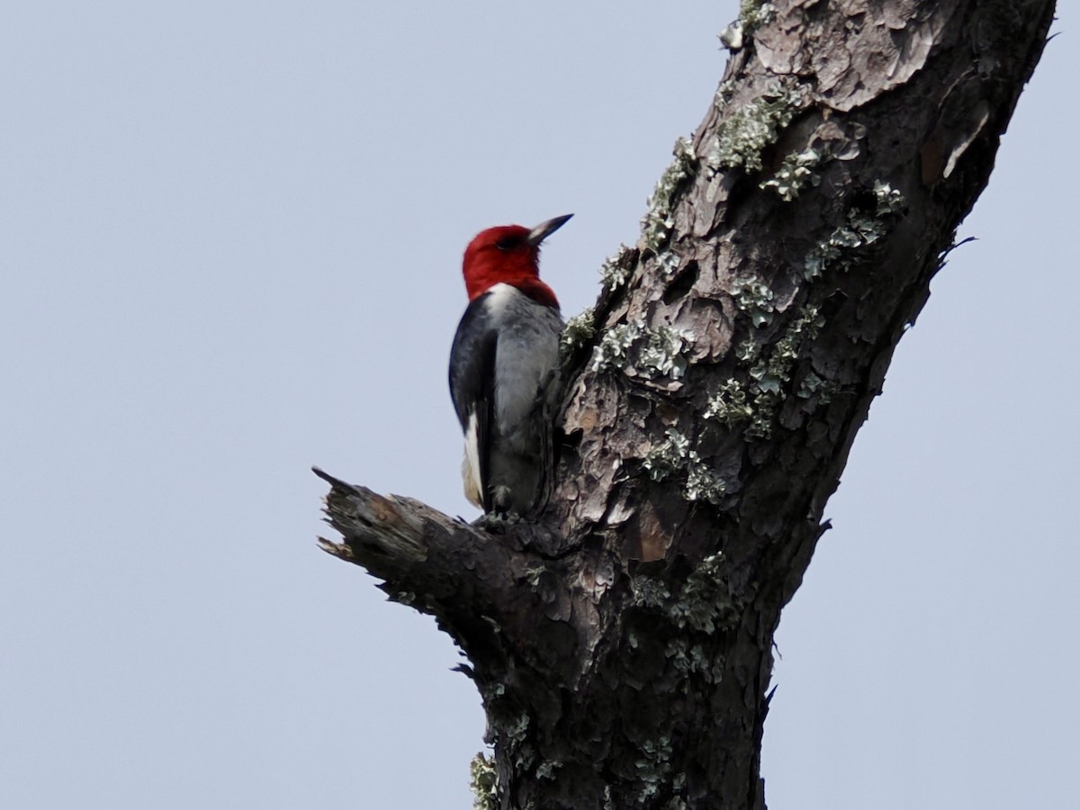 Red-headed Woodpecker - ML641134679