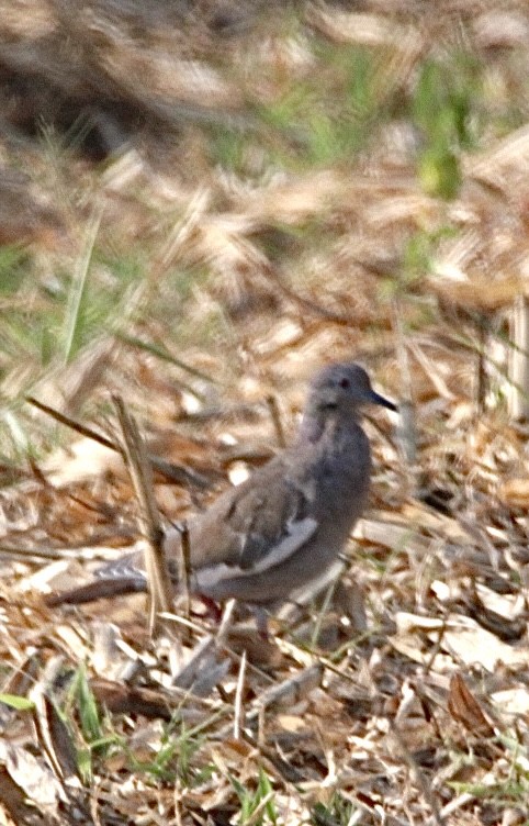 White-winged Dove - ML641134682