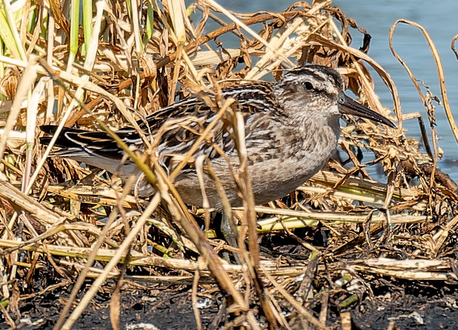 Broad-billed Sandpiper - ML641134689