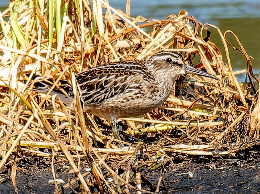 Broad-billed Sandpiper - ML641134690