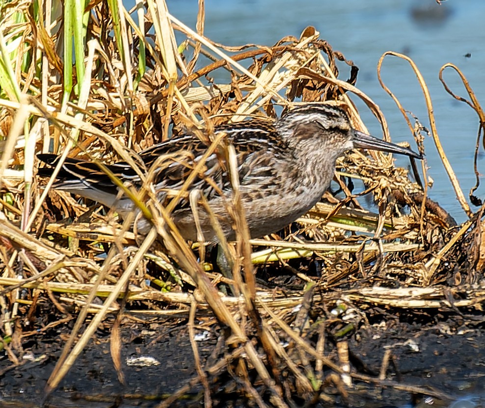 Broad-billed Sandpiper - ML641134691