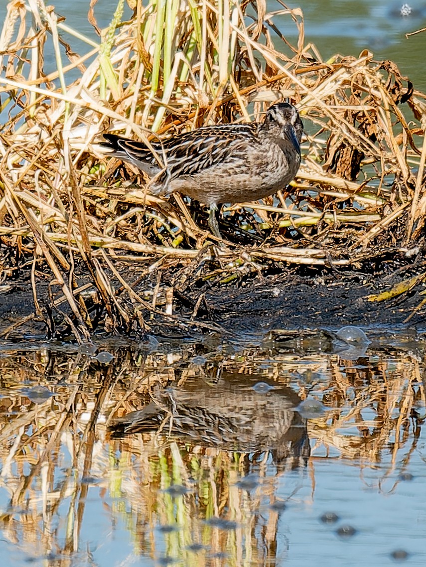 Broad-billed Sandpiper - ML641134692