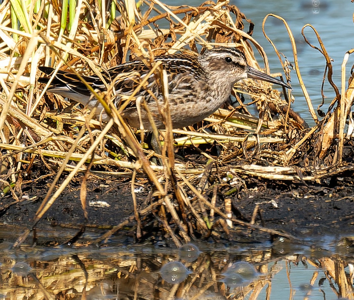Broad-billed Sandpiper - ML641134693