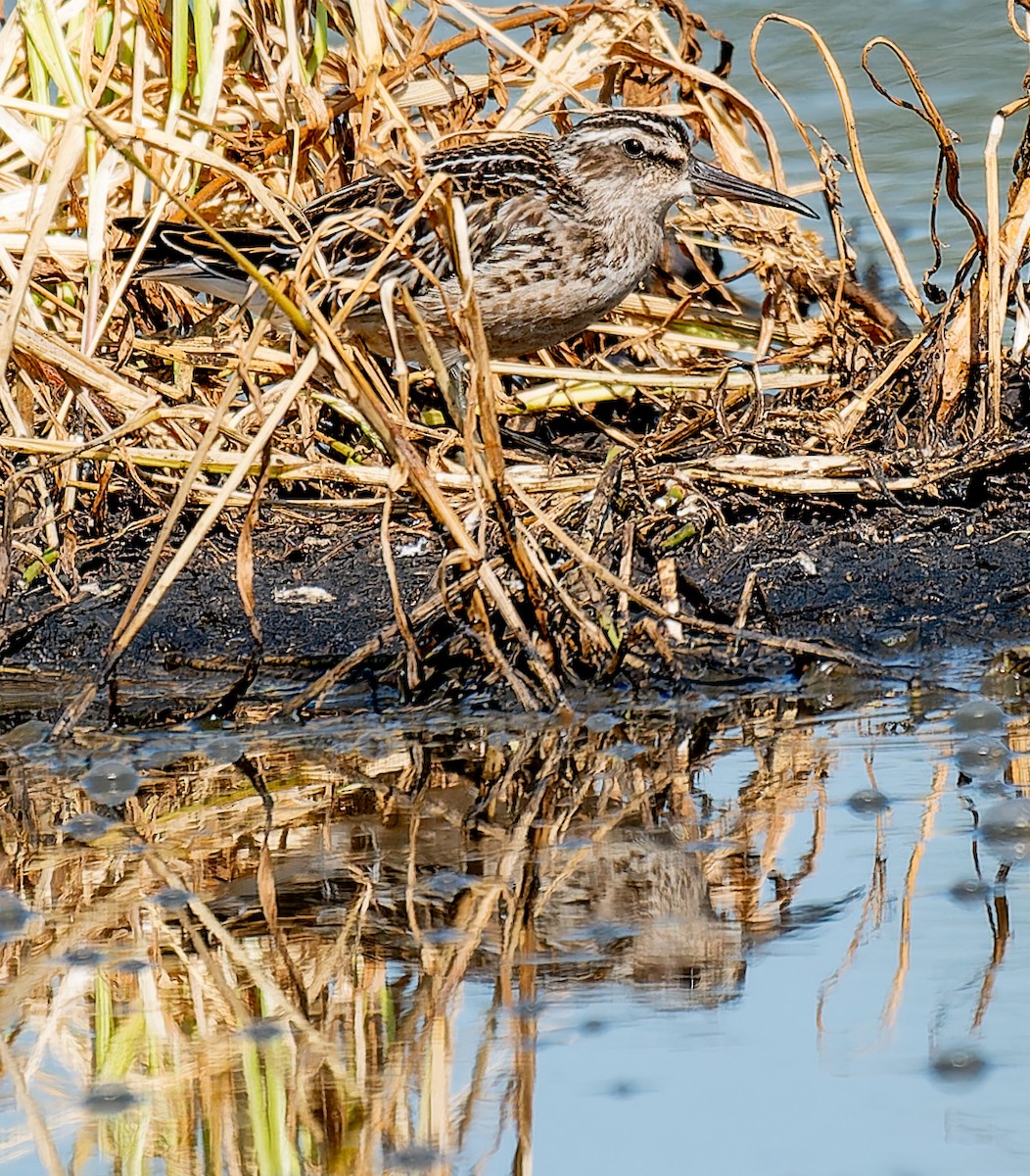Broad-billed Sandpiper - ML641134694