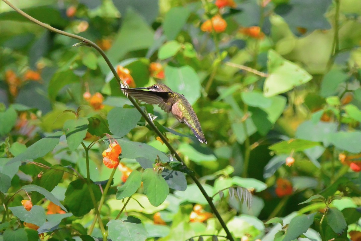 Ruby-throated Hummingbird - ML641134711