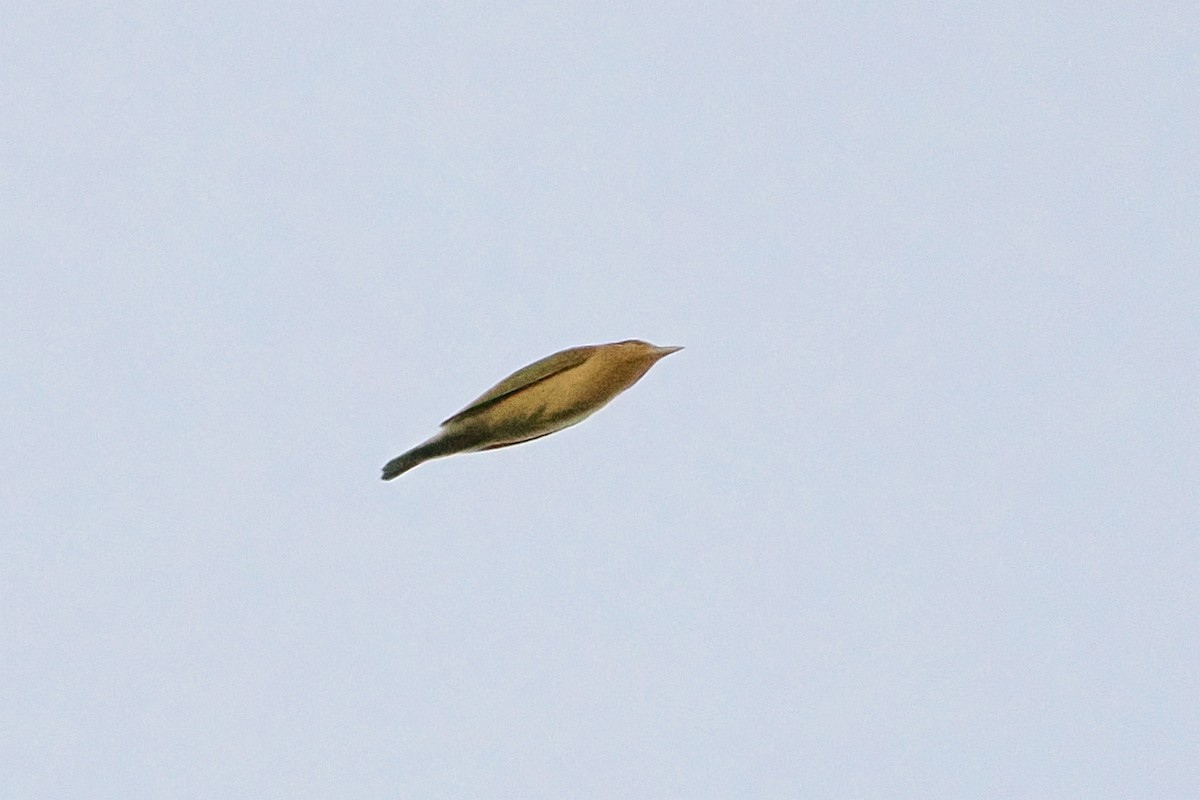Worm-eating Warbler - ML641134730