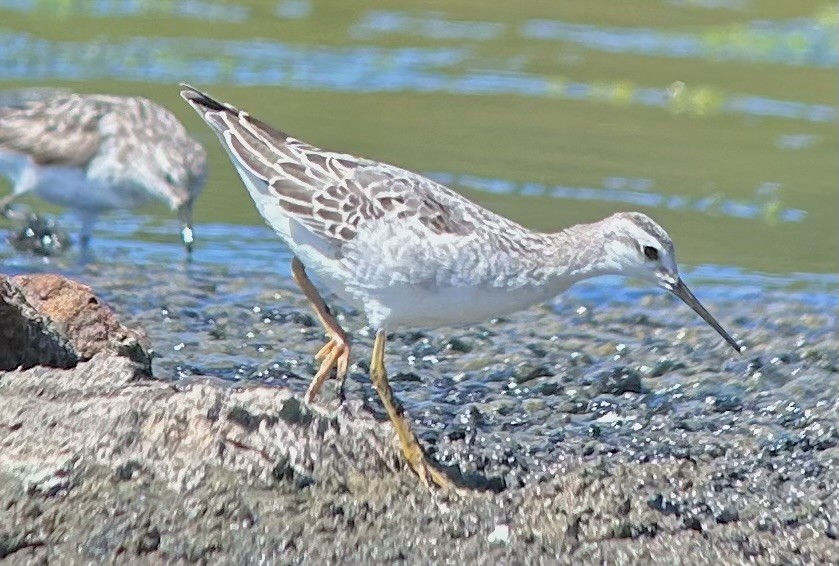 lyskonoh dlouhozobý - ML641134770