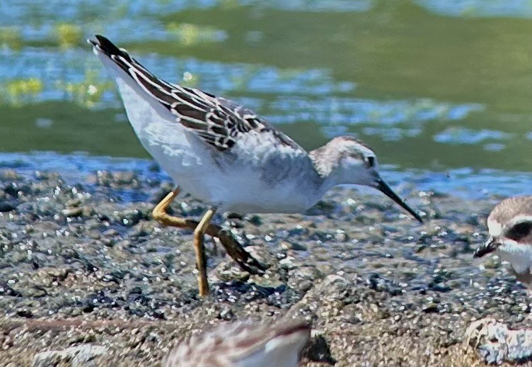 lyskonoh dlouhozobý - ML641134771