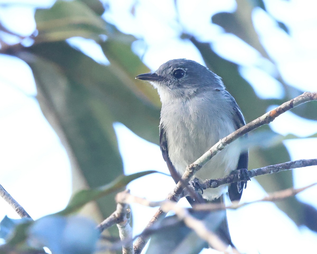 Amazonian Elaenia - ML641134779