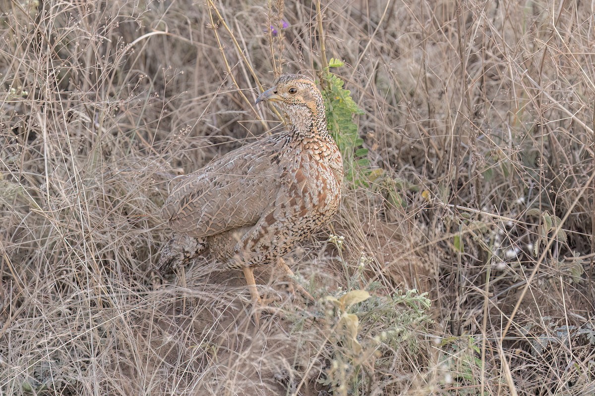 frankolín Shelleyův - ML641134781