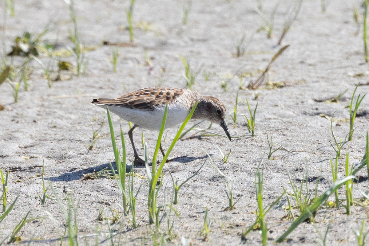 Semipalmated Sandpiper - ML641134793