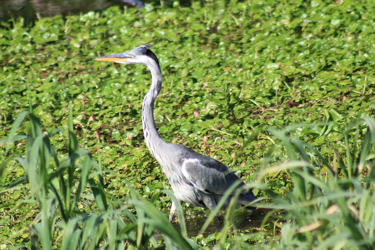 Cocoi Heron - ML641134821