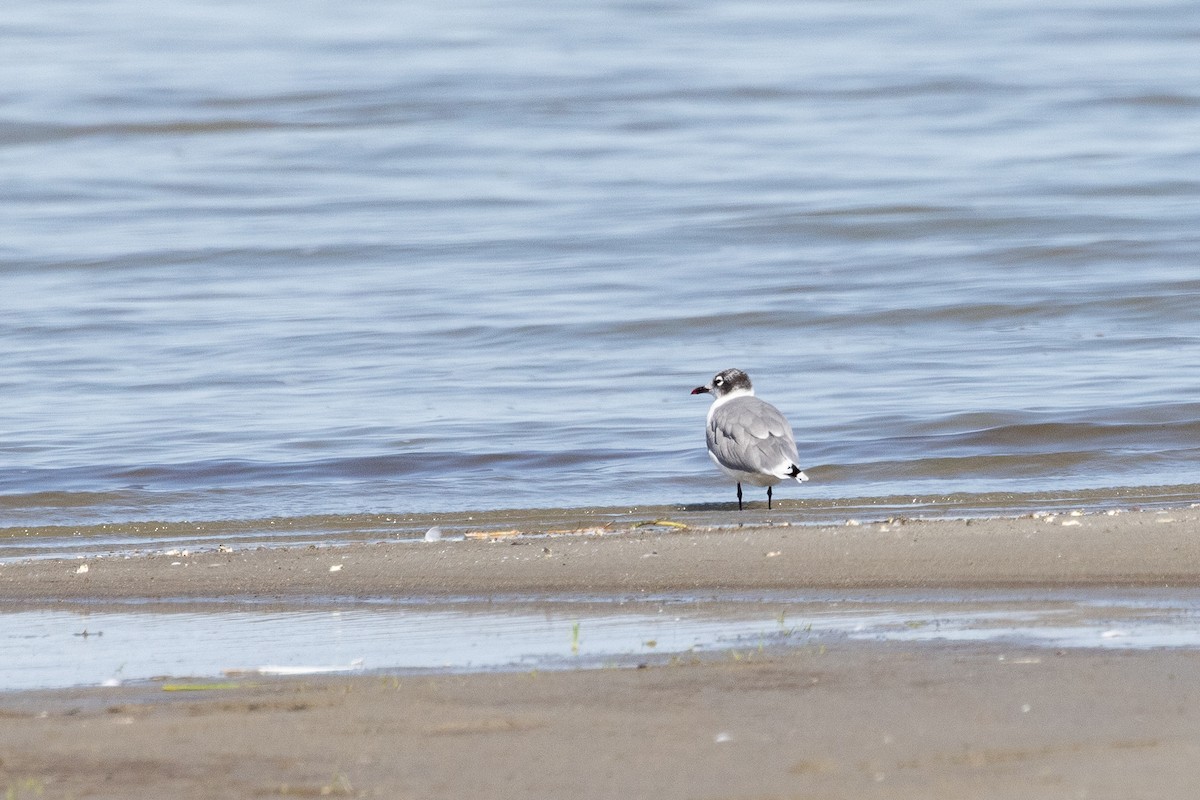 Franklin's Gull - ML641134823