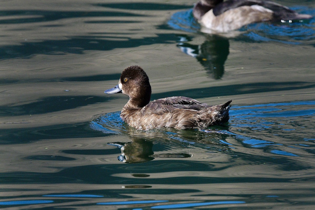 Lesser Scaup - ML641134827