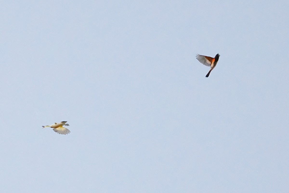 American Redstart - ML641134829