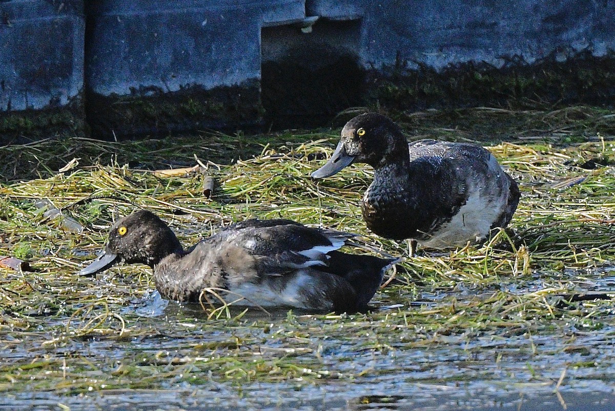 Lesser Scaup - ML641134847