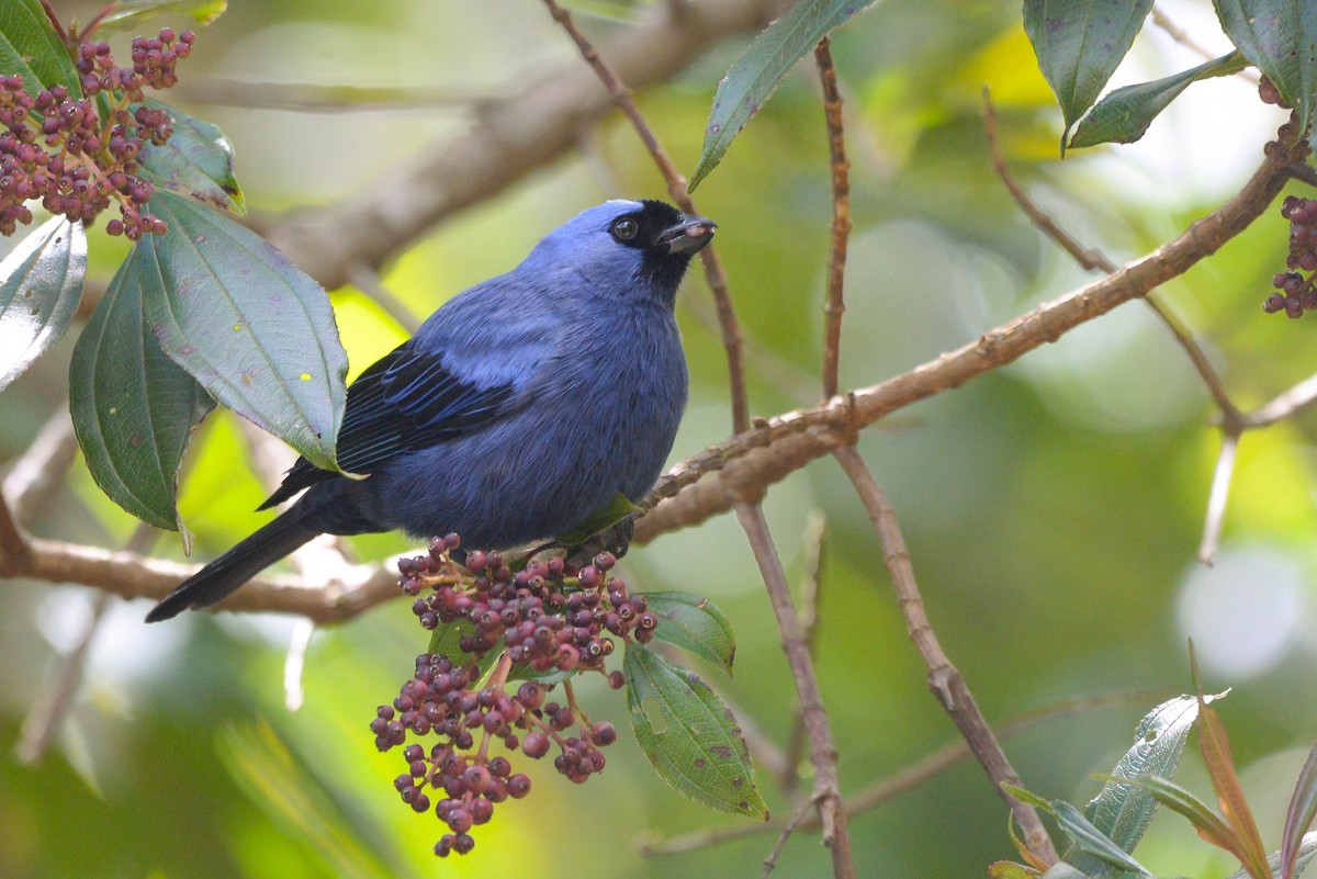Diademed Tanager - ML641134848