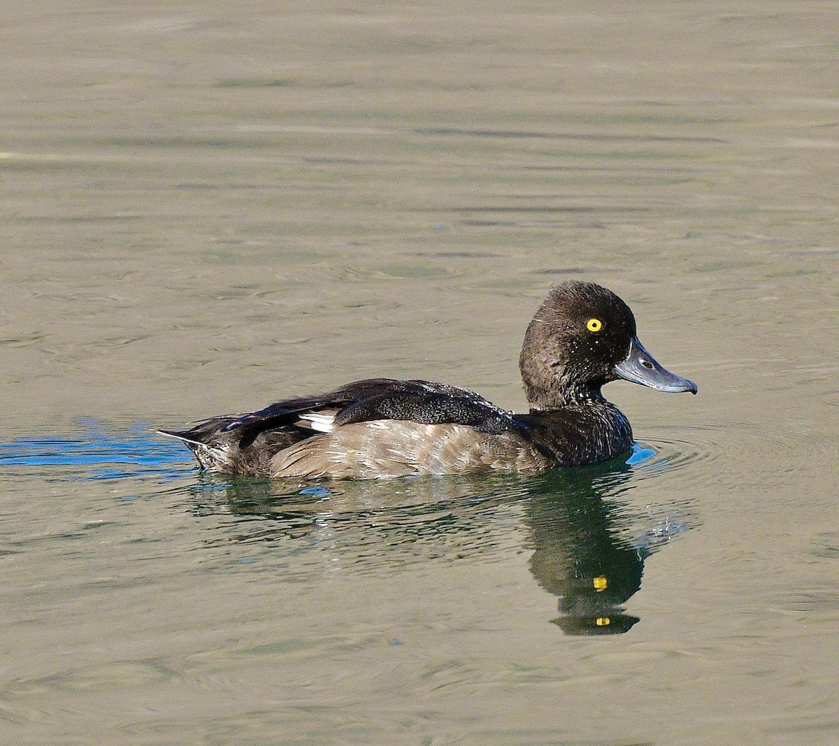 Lesser Scaup - ML641134850