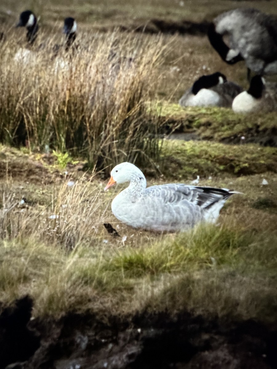 Graylag Goose - ML641134856