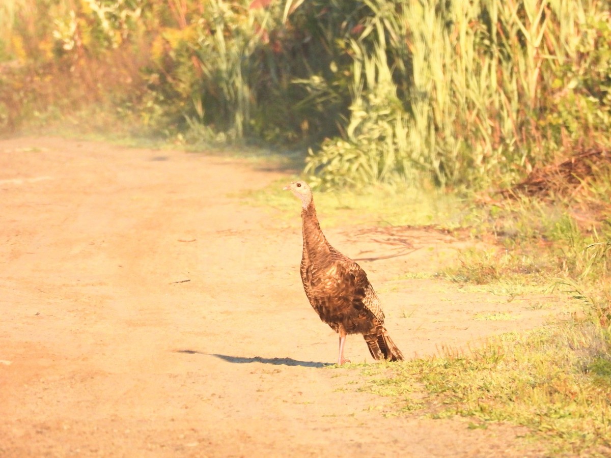 Wild Turkey - ML641134859