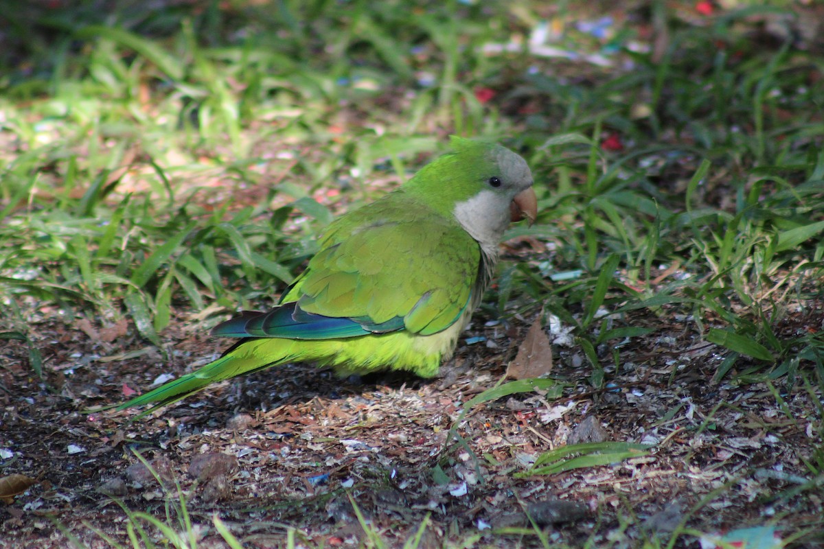 munkeparakitt - ML641134861