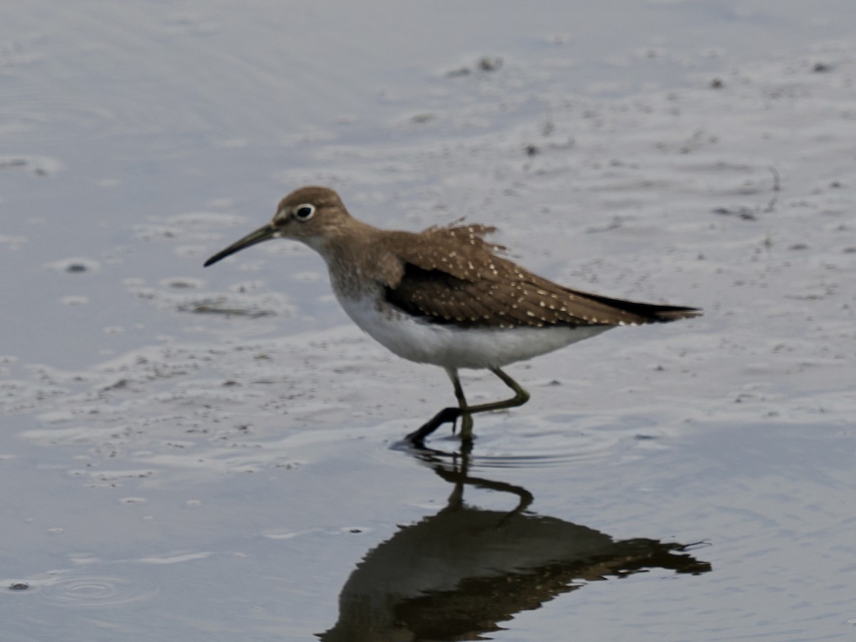 Solitary Sandpiper - ML641134864