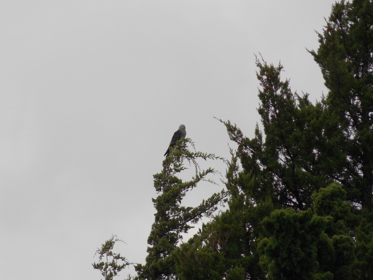 Mississippi Kite - ML641134869
