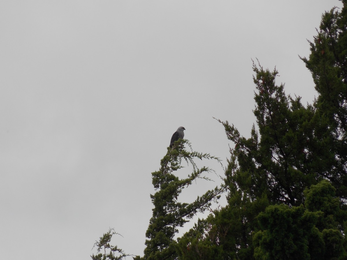 Mississippi Kite - ML641134874