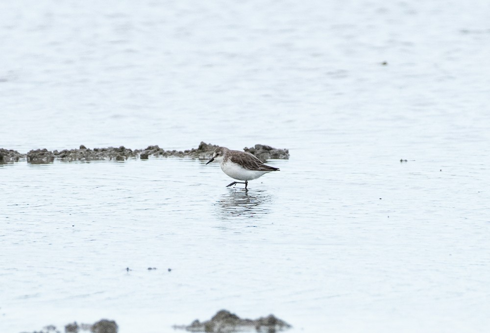 Semipalmated Sandpiper - ML641134876