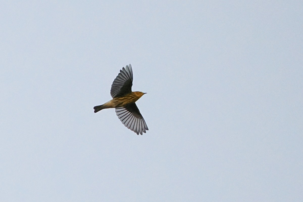 Cape May Warbler - ML641134877