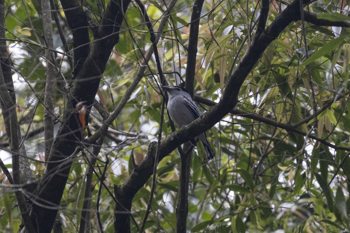 Black-capped Becard - ML641134880