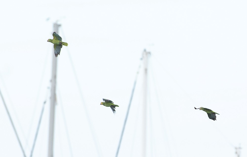 Yellow-shouldered Amazon - ML641134914