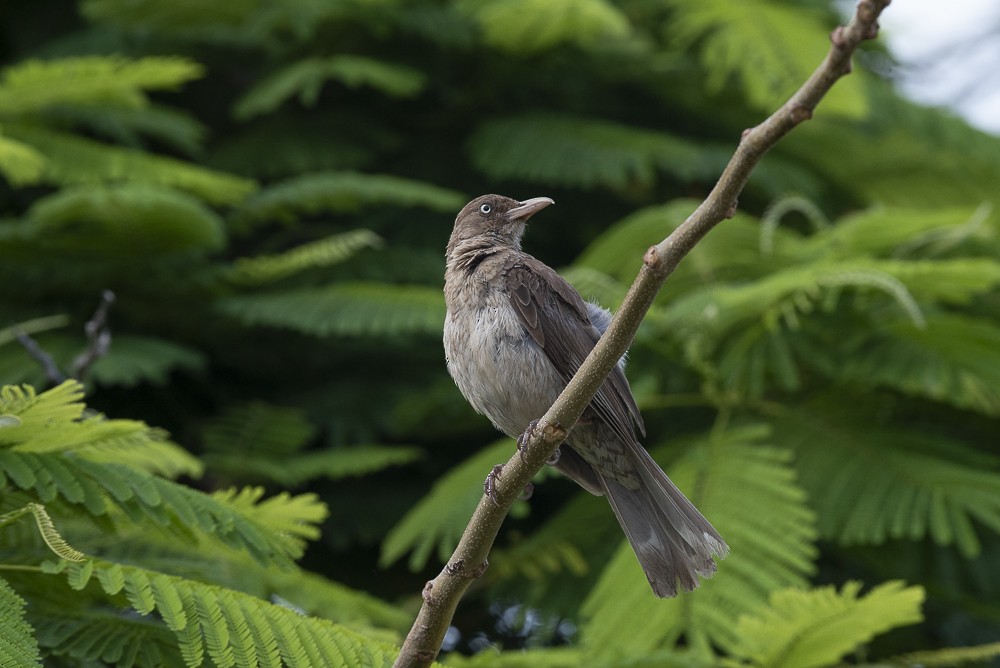 Pearly-eyed Thrasher - ML641134920