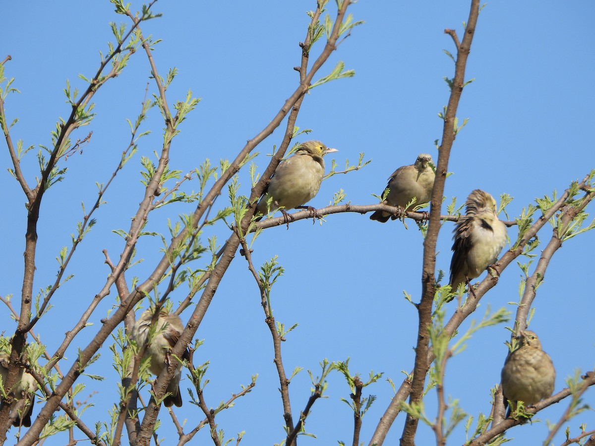 Wattled Starling - ML641134936