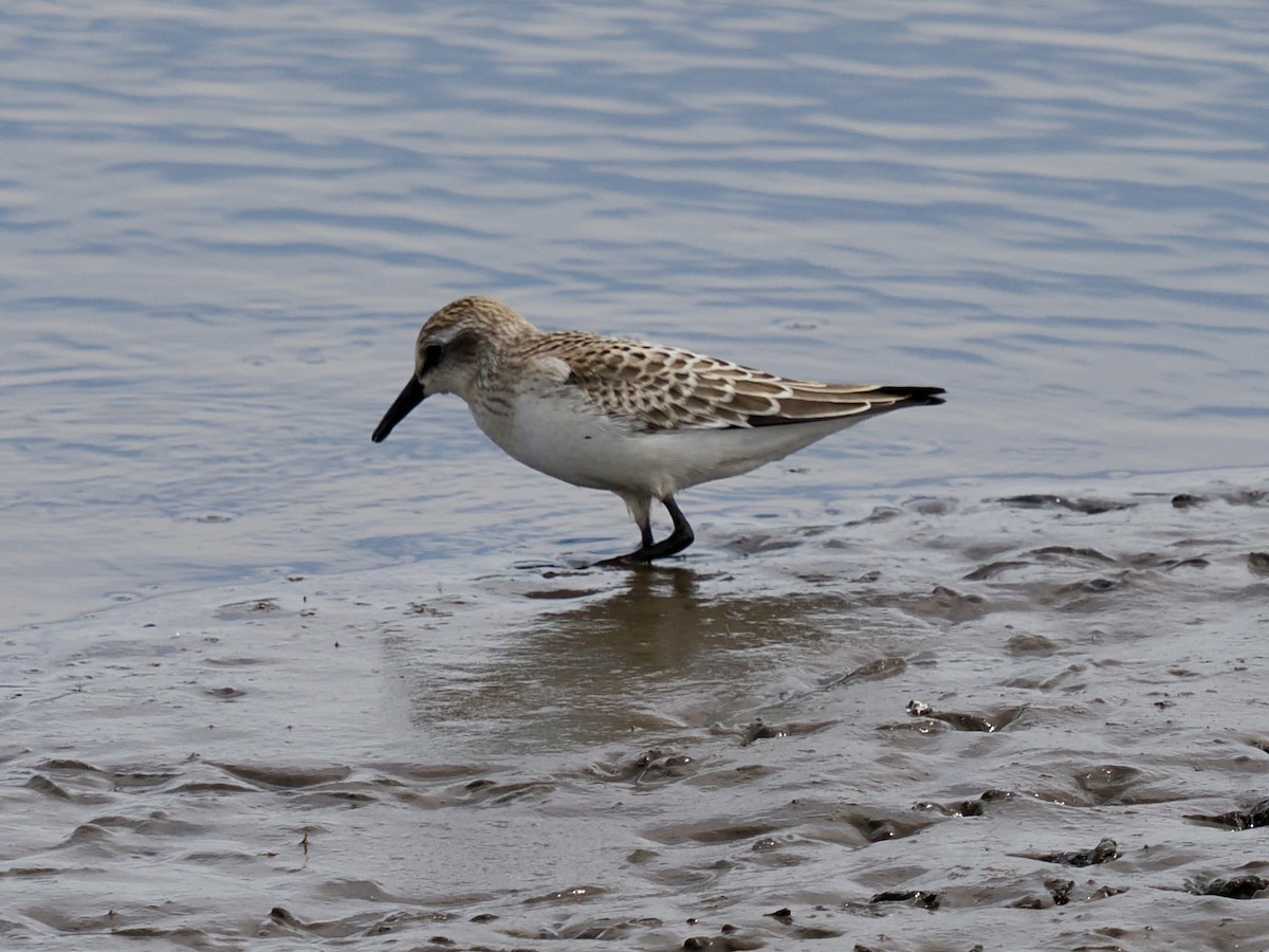 Semipalmated Sandpiper - ML641134938