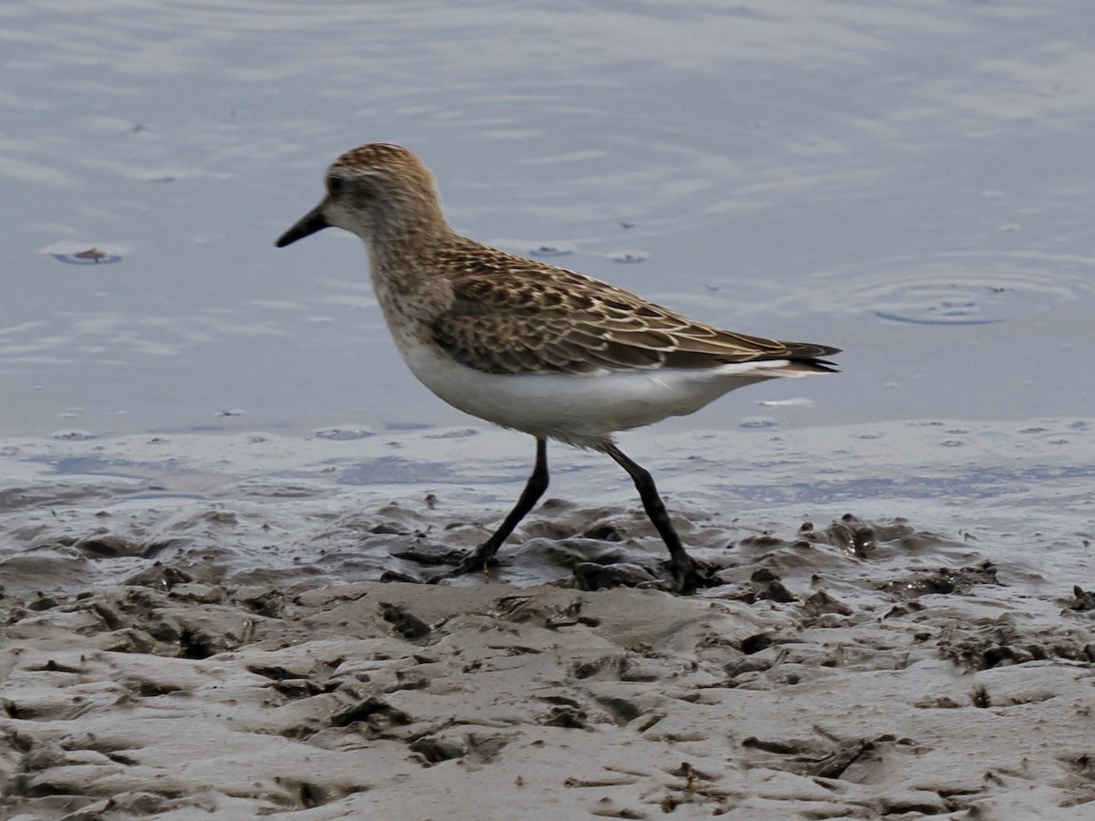 Semipalmated Sandpiper - ML641134939