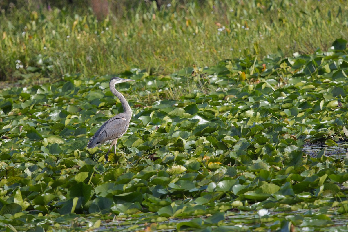 Great Blue Heron - ML641134965