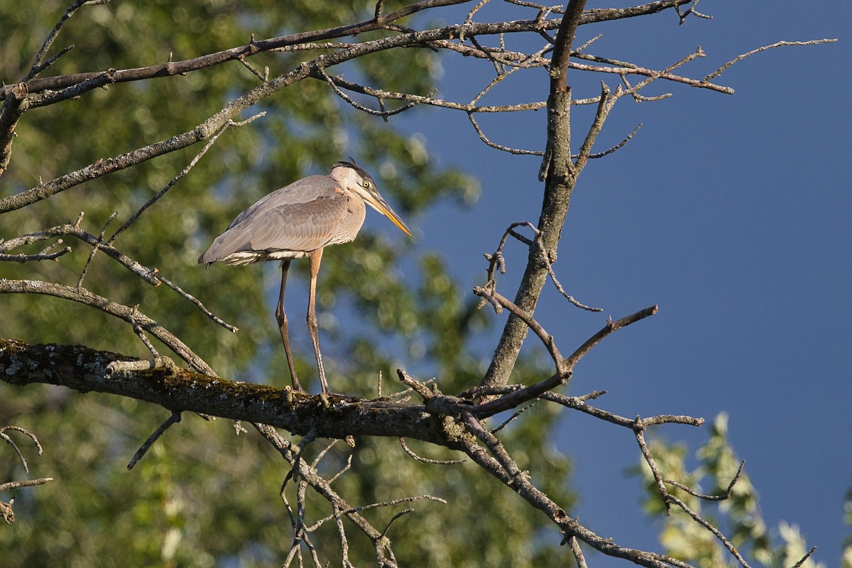 Great Blue Heron - ML641134968