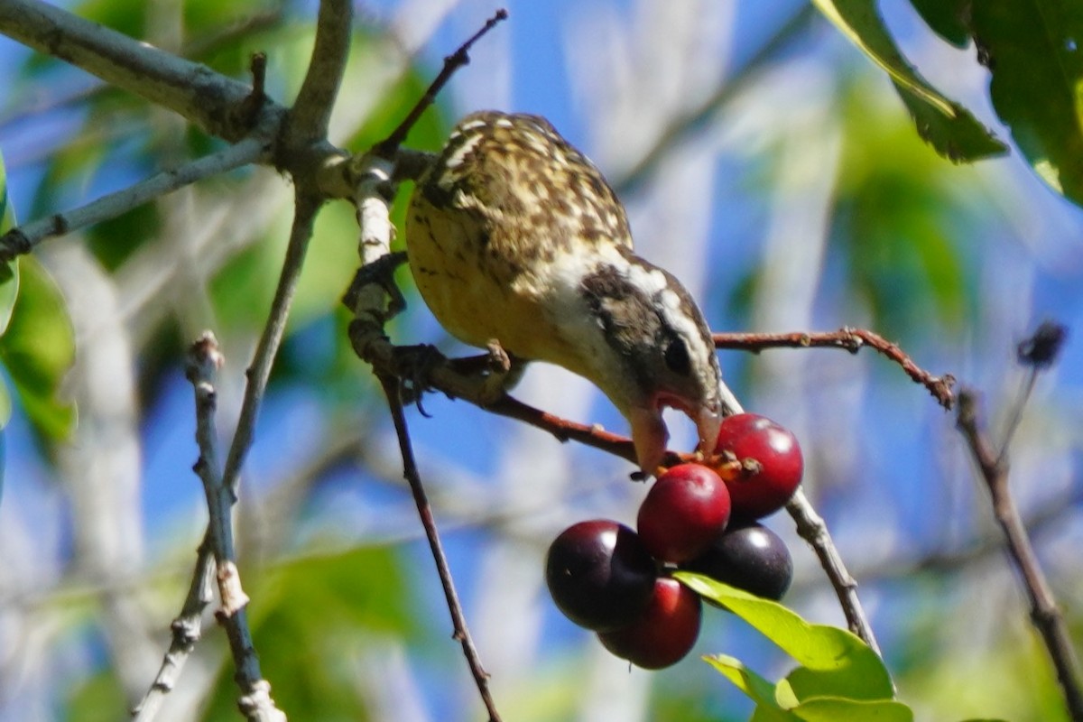 Black-headed Grosbeak - ML641134969