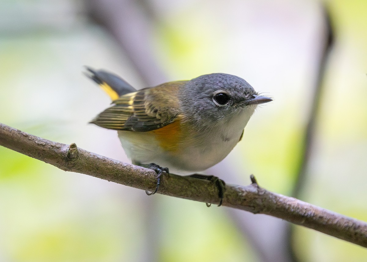 American Redstart - ML641134971