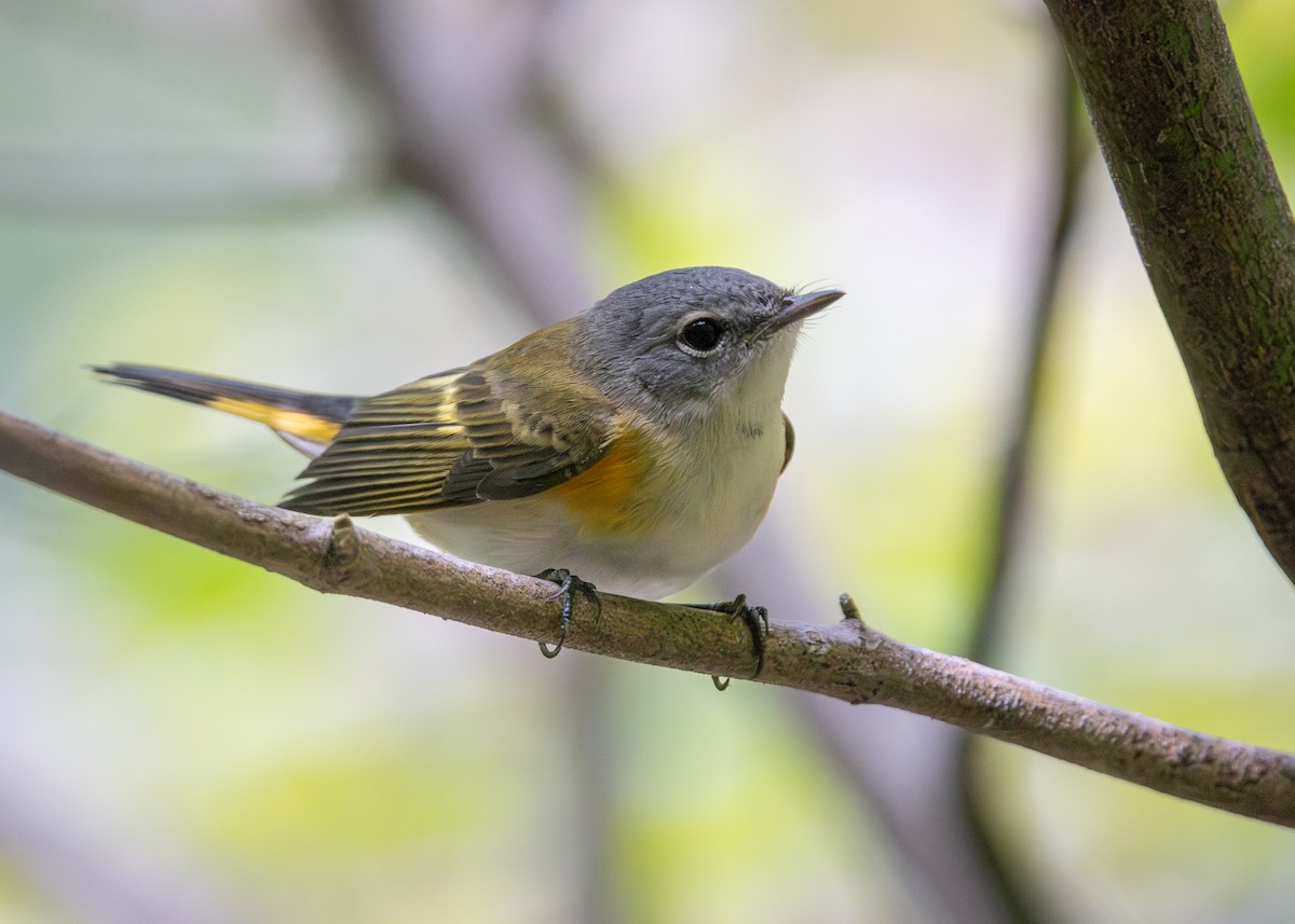 American Redstart - ML641134972