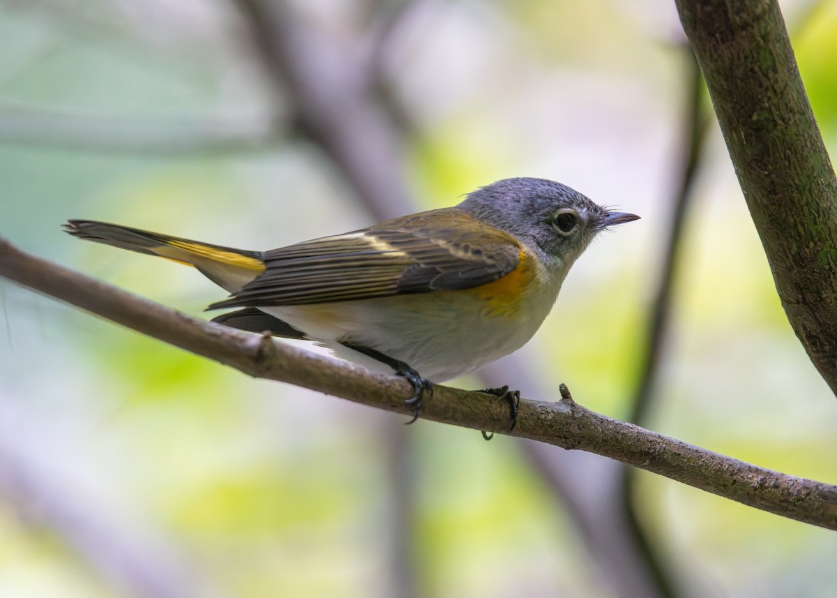 American Redstart - ML641134974