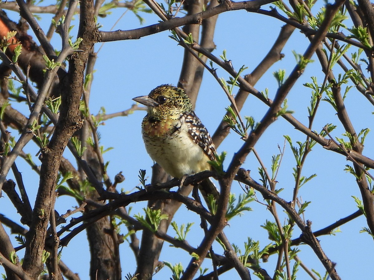 D'Arnaud's Barbet (Usambiro) - ML641134988